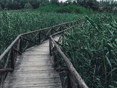 -微山湖红荷湿地景区