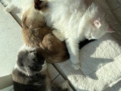 -飞行喵MR PILOT|猫舍·猫咖(静安大融城店)