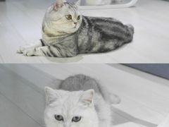 -喵的天空名猫咖啡馆·撸猫·猫舍·用品