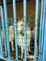 -小蜜蜂农场(凯德七宝购物广场店)