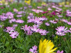 -南通洲际绿博园