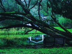 -上海共青森林公园