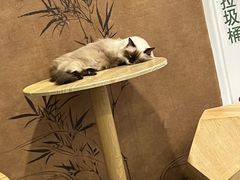 -楼上猫咖(罗湖店)