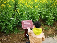 -田园东方蜜桃村的田野营地