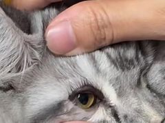 -爱侣宠医·鹦鹉专科·小型哺乳类·异宠专科(灵石路店)