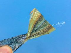 小鱼干-老虎滩大连海鲜烧烤(建邺云锦路总店)