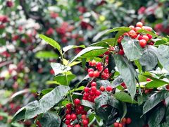 -樱桃山旅游景区