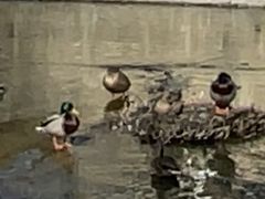 -元大都城垣遗址公园