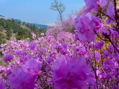 -青岛大珠山景区