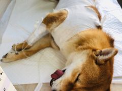 -北京观赏动物医院·24小时大型综合·猫专科·异宠专科