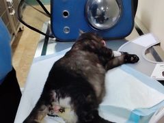 -A猫a狗全科·犬猫异宠·芥西宠物医院(南开总院)
