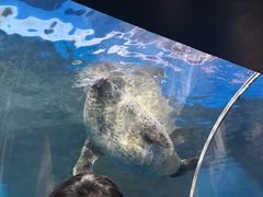 -上海海洋水族馆