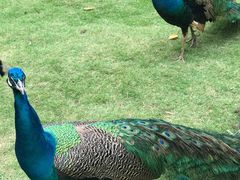 -深圳野生动物园