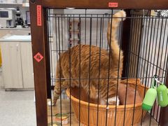 -四月宠物医院·猫专科·心脏专科·内科(转塘店)