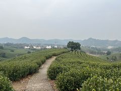 -帐篷客·溪龙茶谷度假酒店