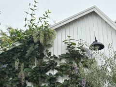 -自由生长植物工作室(深港花卉中心店)
