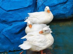 -栾川竹海野生动物园