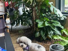 -J Create城市露营咖啡·简餐·宠物(上海动物园店)