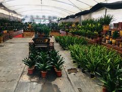 -龙大花卉苗木市场