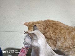 -藏猫猫咖啡主题馆(中央大道店)