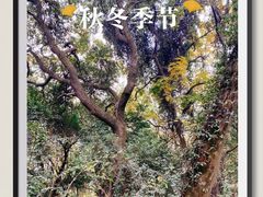 -杭州半山国家森林公园