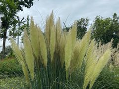 -成飞公园