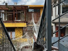 -喵屿·大理花园猫咖