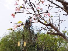 -顺峰山公园