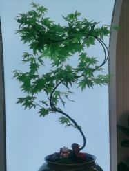 -章光101防脱养发荟