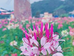 -玫瑰海岸文化旅游度假区