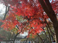 -秋霞圃