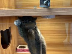 -猫十亿·布偶金渐层·曼基康矮脚猫舍(青年路店)