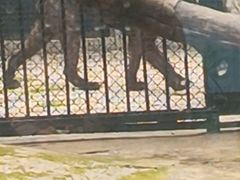 -深圳野生动物园