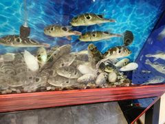 -肆月河豚·新淮扬(金融街店)