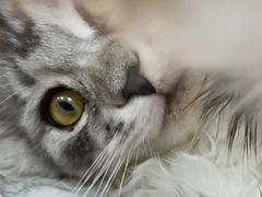 -喵宠乐园·撸猫互动·猫舍