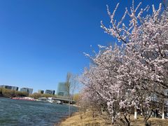 -大兴滨河森林公园