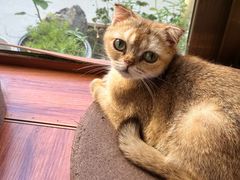 -楼上猫咖(罗湖店)
