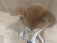 -是阿柴呀！柴犬咖啡·爱喵喵猫咖