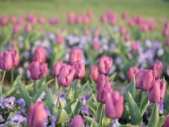 -苏州太湖西山岛开心农场