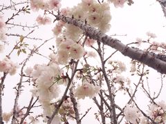 -天适樱花悠乐园