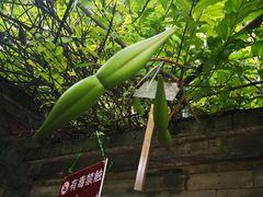 -广州神农草堂中医药博物馆