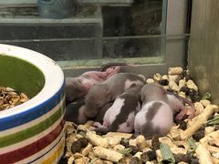 -藦茜花园宠物主题亲子互动体验馆(国顺东路店)