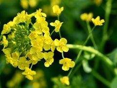 -昆山城市生态森林公园