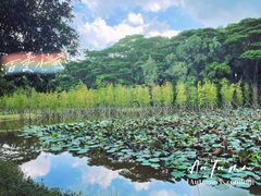 -番禺大夫山森林公园