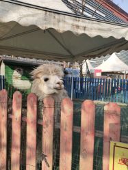 -萌宠亲子动物乐园(槐房万达店)