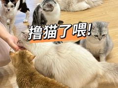 -有喵·猫咖·狗咖·30几只猫10只小狗(岗厦店)
