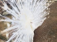 -美的鹭湖森林度假区