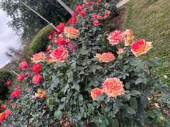 -人民公园(罗湖区)