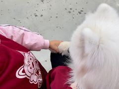 -星多哈·狗咖·拼豆·咖啡