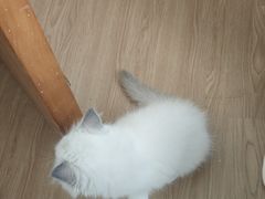 -瑞鹏宠物医院·骨科·猫科·内科(第一中心)